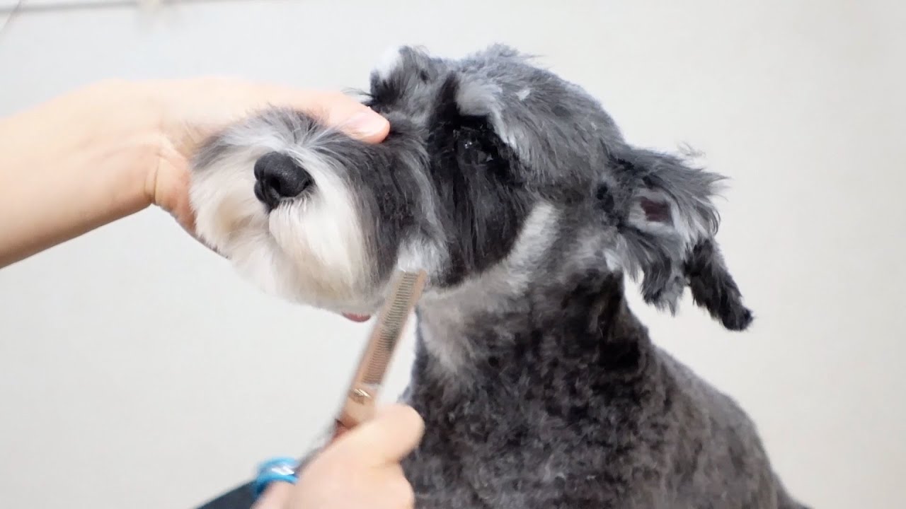 マズルはまぁるくすっきりカット。ミニチュアシュナウザーのトリミング風景をお届けします♪