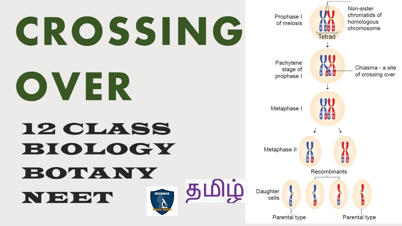 Crossing Over in Tamil | Chromosomal Basis of Inheritance | Botany I Class 12 | TNSCERT | NEET