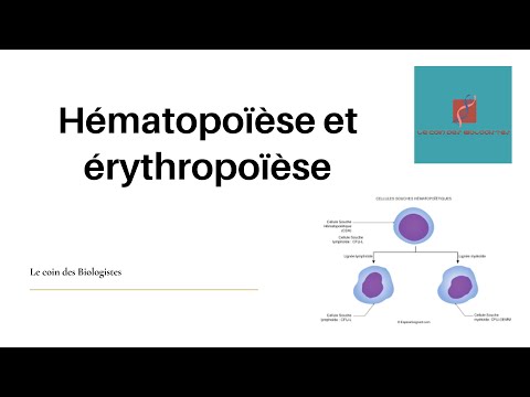 Vidéo: L'érythropoïèse et l'hématopoïèse sont-elles identiques ?