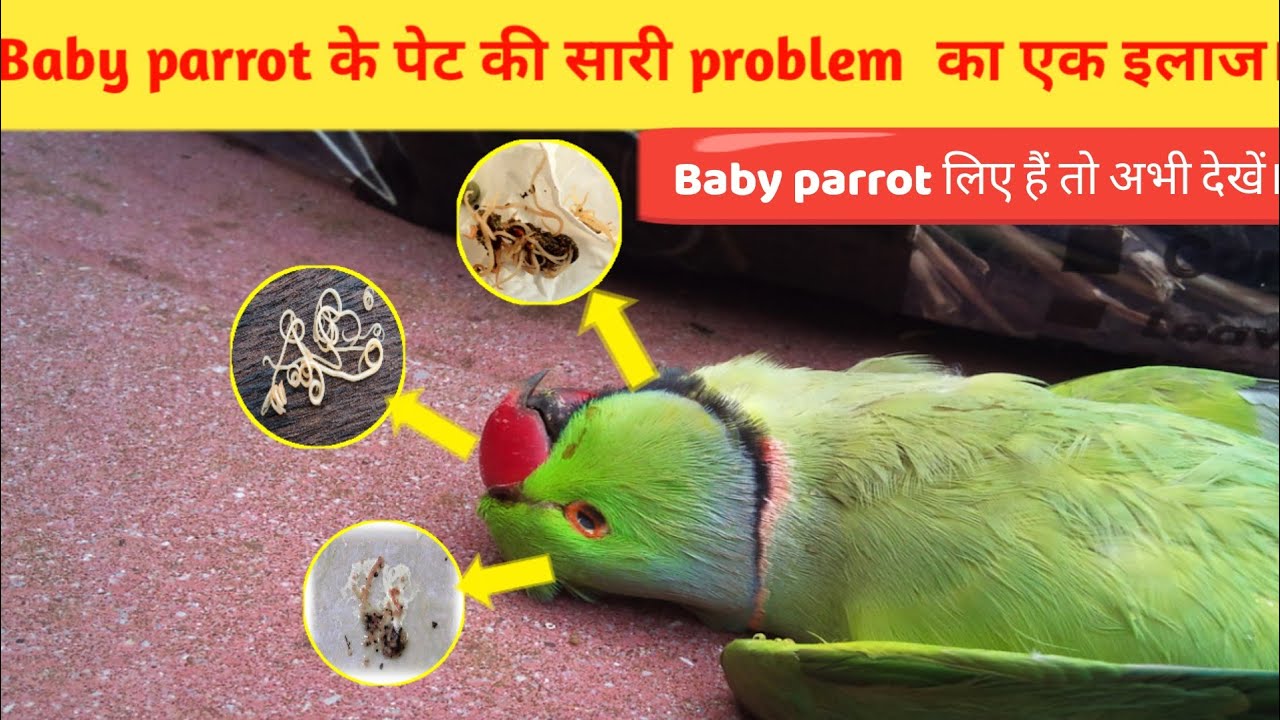 Baby parrot के पेट की सारी problem का एक इलाज। Parrot care tips and info/in Hindi YouTube