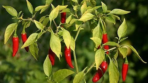 Como fazer uma estufa para pimenta?
