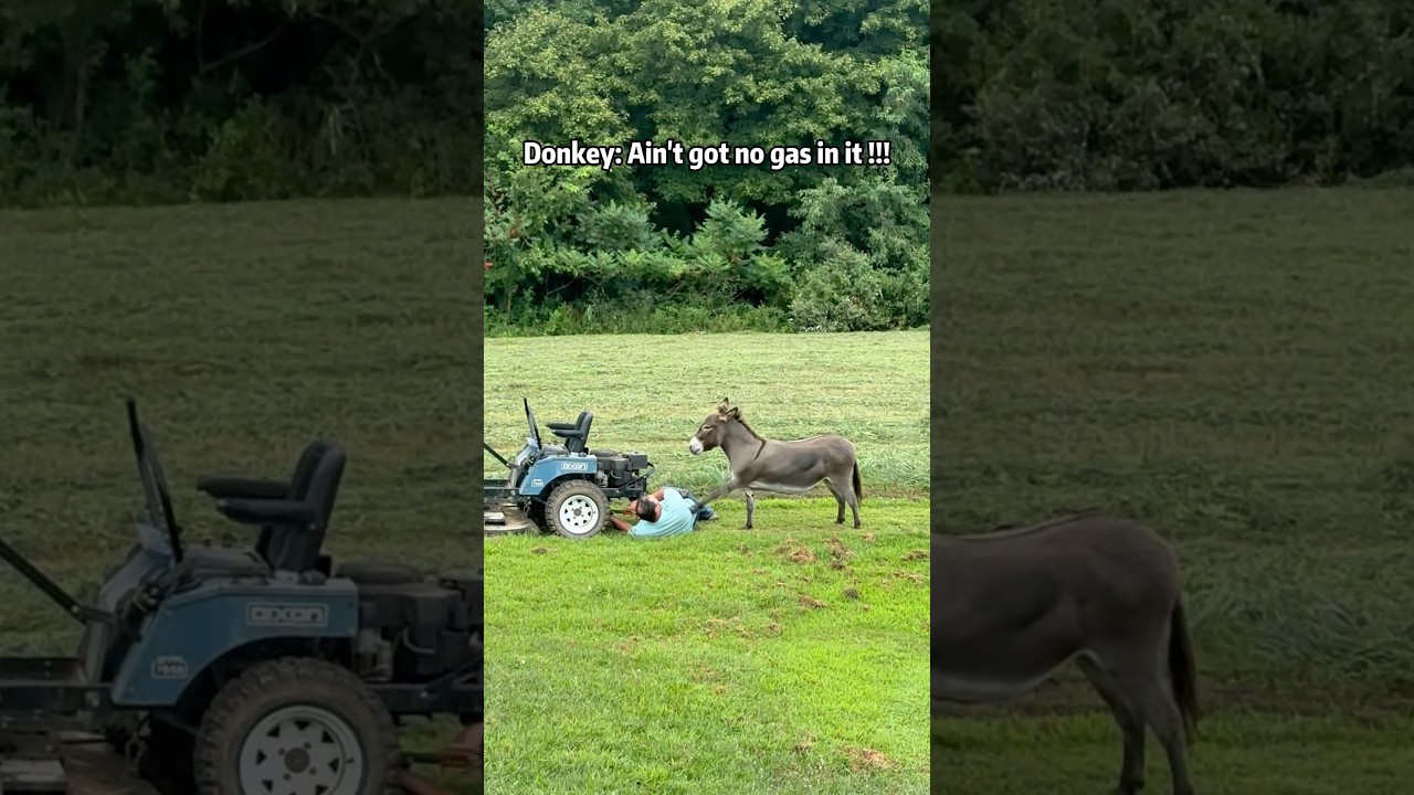 Осел 🫏 #осел #ослы #смешной #шорты #короткие