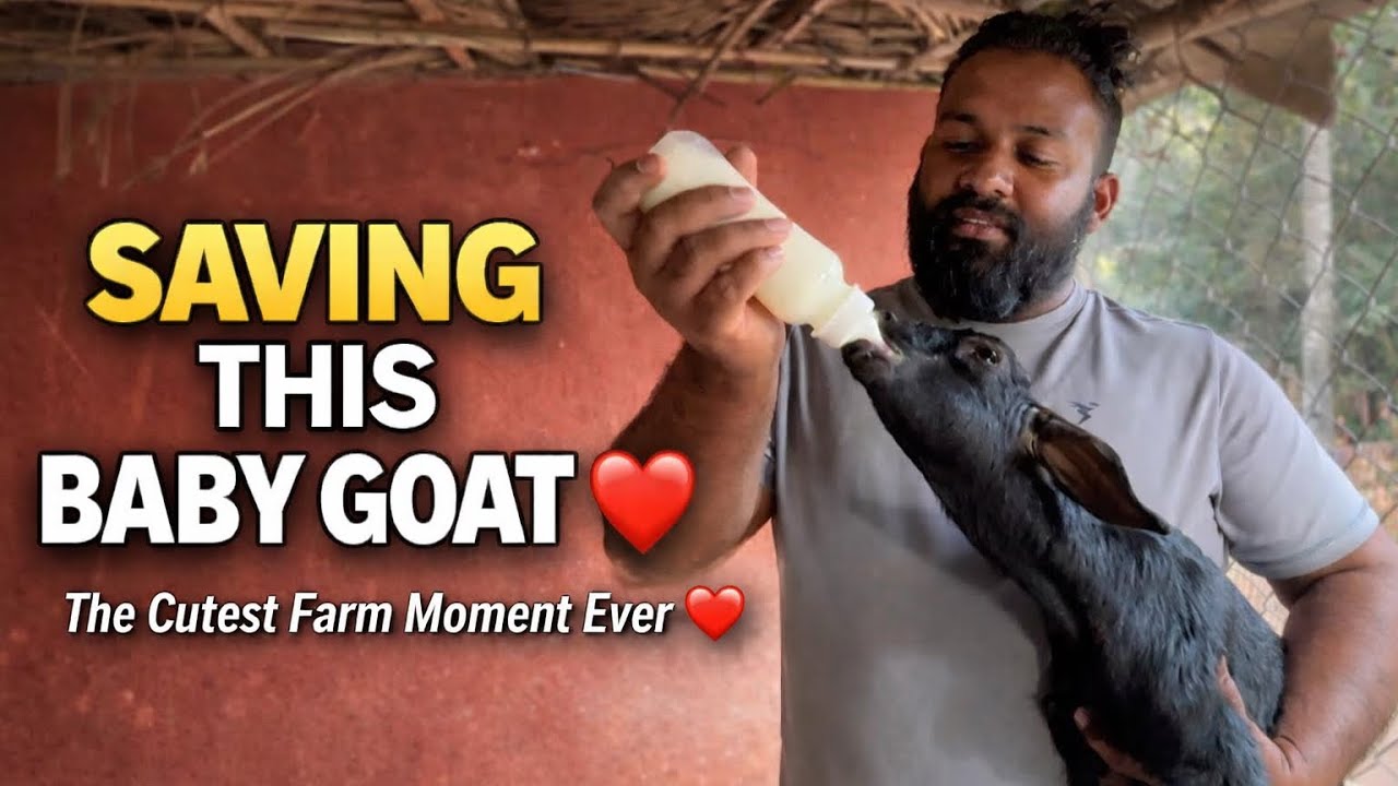 Жизнь на ферме — это совсем другое дело ❤️🐐