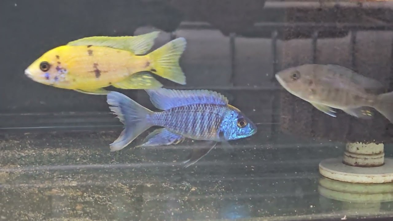 Whale Tail Lwanda Throwoff