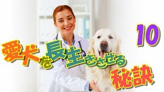 【獣医監修】愛犬を長生きさせる為の10の秘訣を大公開！一押し