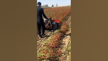 the process of harvesting red chili by pulling a tree #shorts