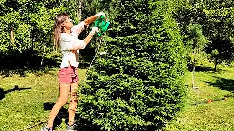 Подстригла 300 ёлок у себя в саду. 🌲Как правильно стричь ель. ✌️Кусторез