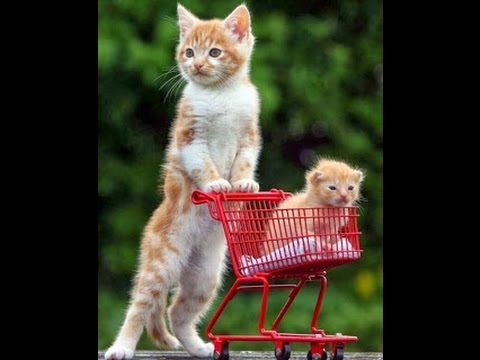 Funny cat videos 2015 Funny cats funny cats and dogs ...