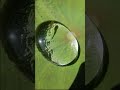 ハスの水玉に金魚の稚魚