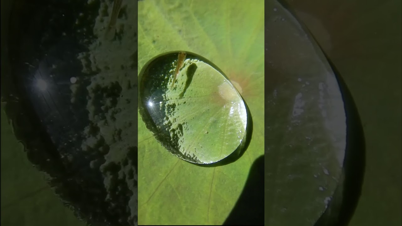 ハスの水玉に金魚の稚魚