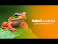 الضفادع السامة حياة البرمائيات الاستوائية في أدغال الأمازون المطيرة كويست عربية Quest Arabiya 