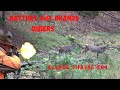 Alsace chasse ep4 battues aux grands gibiers dans les vosgesdruckjagd auf rotwildred deer hunting