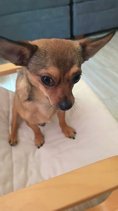 Bambi wants some privacy 😆 #sillybambi #dog