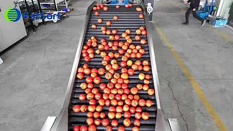 Tomato Sorting Machine；Tomato Grading Machine; Tomato grader;