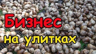 Виноградные улитки на ферме улиток  -  уход и разведение