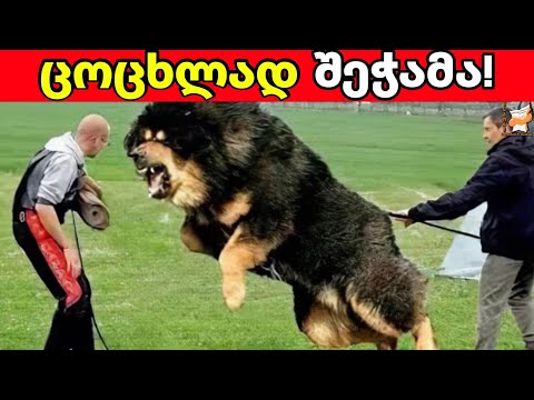 ყველაზე დიდი მცველი ძაღლები