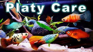 All You Need to Know About Platy Fish! Platy Care and Breeding