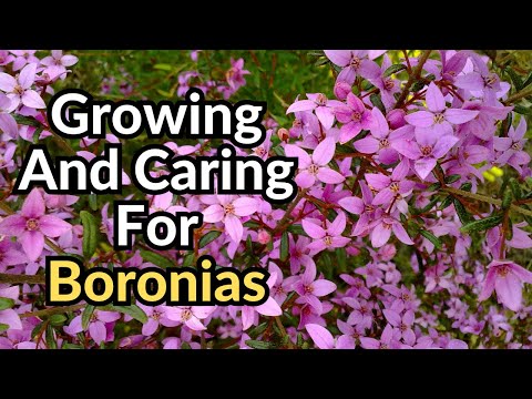 Vídeo: O que são Boronias - Aprenda sobre Boronia crescendo no jardim