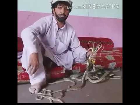 شاعر حاضر گل حاضر