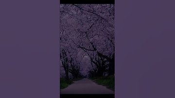 قران كريم بصوت حسام الدين عبادي بصوت جميل يريح القلب 💜🌱 #اكسبلور_فولو #لايك #حالات #اكسبلور