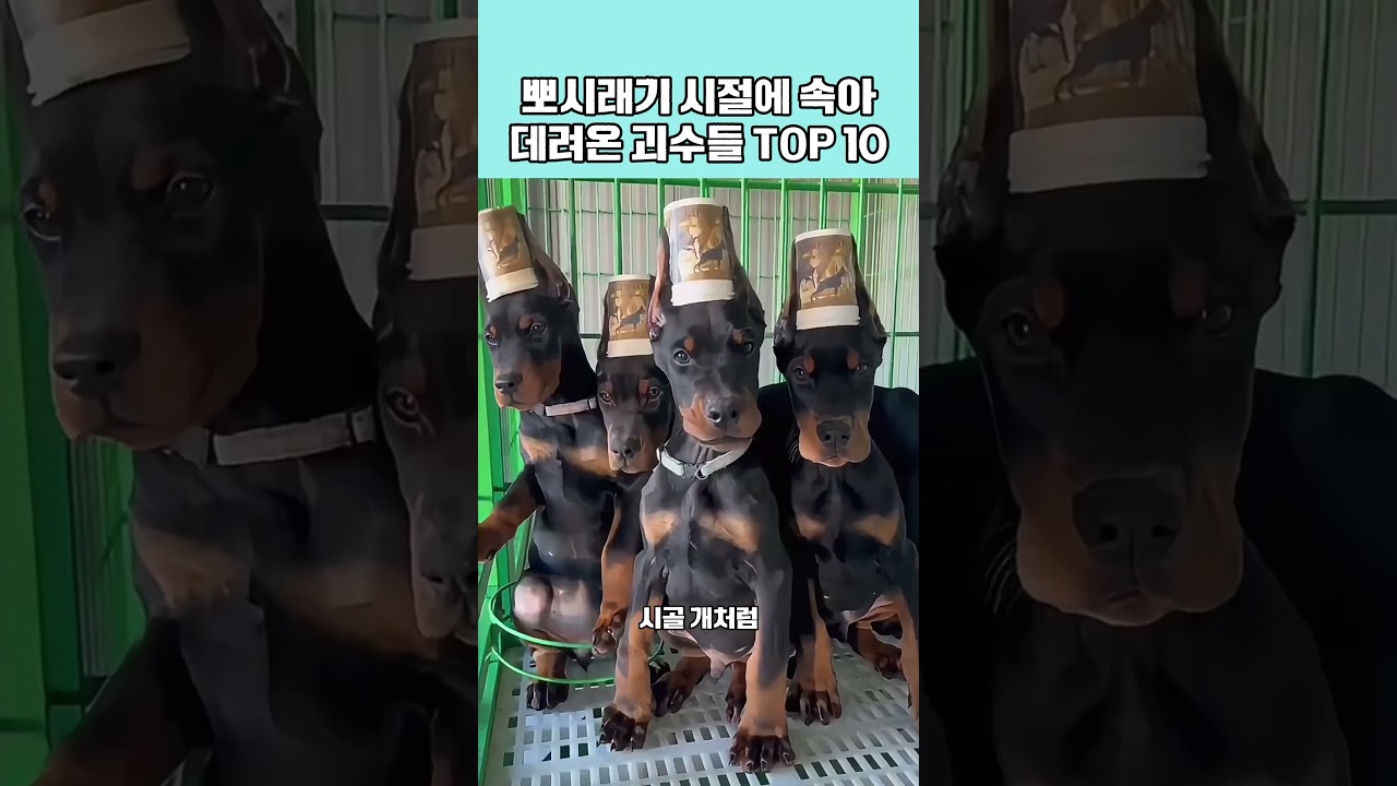 뽀시래기 시절에 속아 데려온 역대급 반전 피지컬 강아지 TOP 10 🐶 #강아지 #애견영상 #동물
