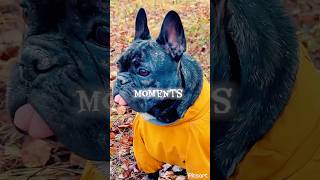 Когда заставили работать) зарядка для ленивых на даче🍂🍁 #настроениеосень  #ярославль