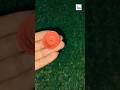 Make Beautiful  DIY Paper Flowers#diy #shorts#viral#crafting#papercrafts#youtubeshorts@D_Art17