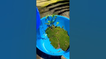 Làm chổ ở cho rùa con #shorts #short