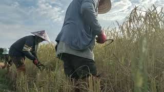 Good time, good work, harvesting rice.