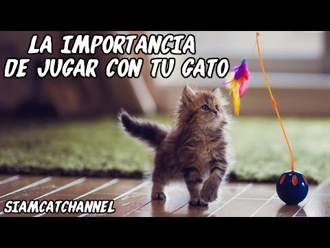 Video: ¿Por qué jugar es importante para tu gato?