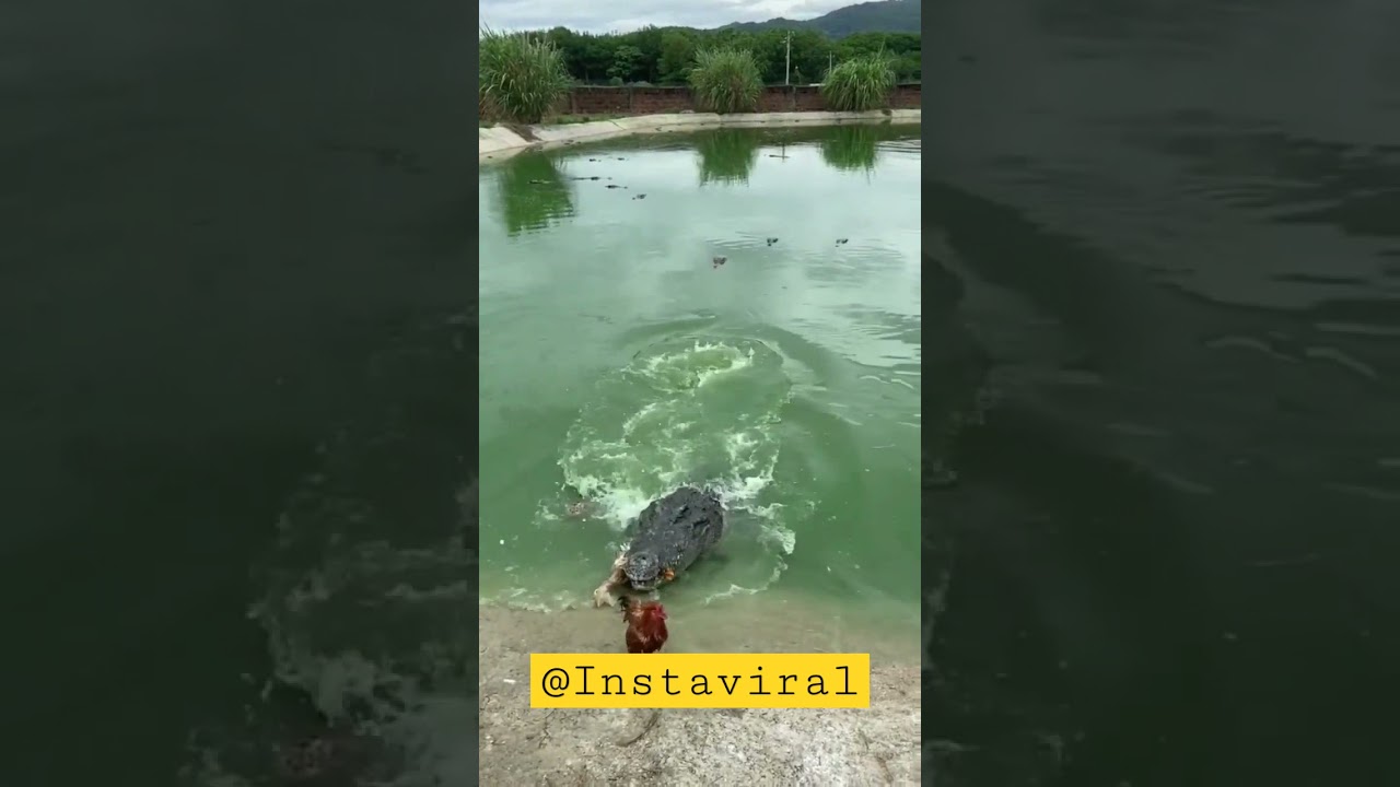 Dangerous crocodile catch  duck easily | Instaviral | 