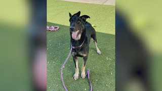 Meet Olive Oyl, our Pet of the Week!