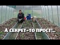 Как получить урожай помидор больше , чем обычно?