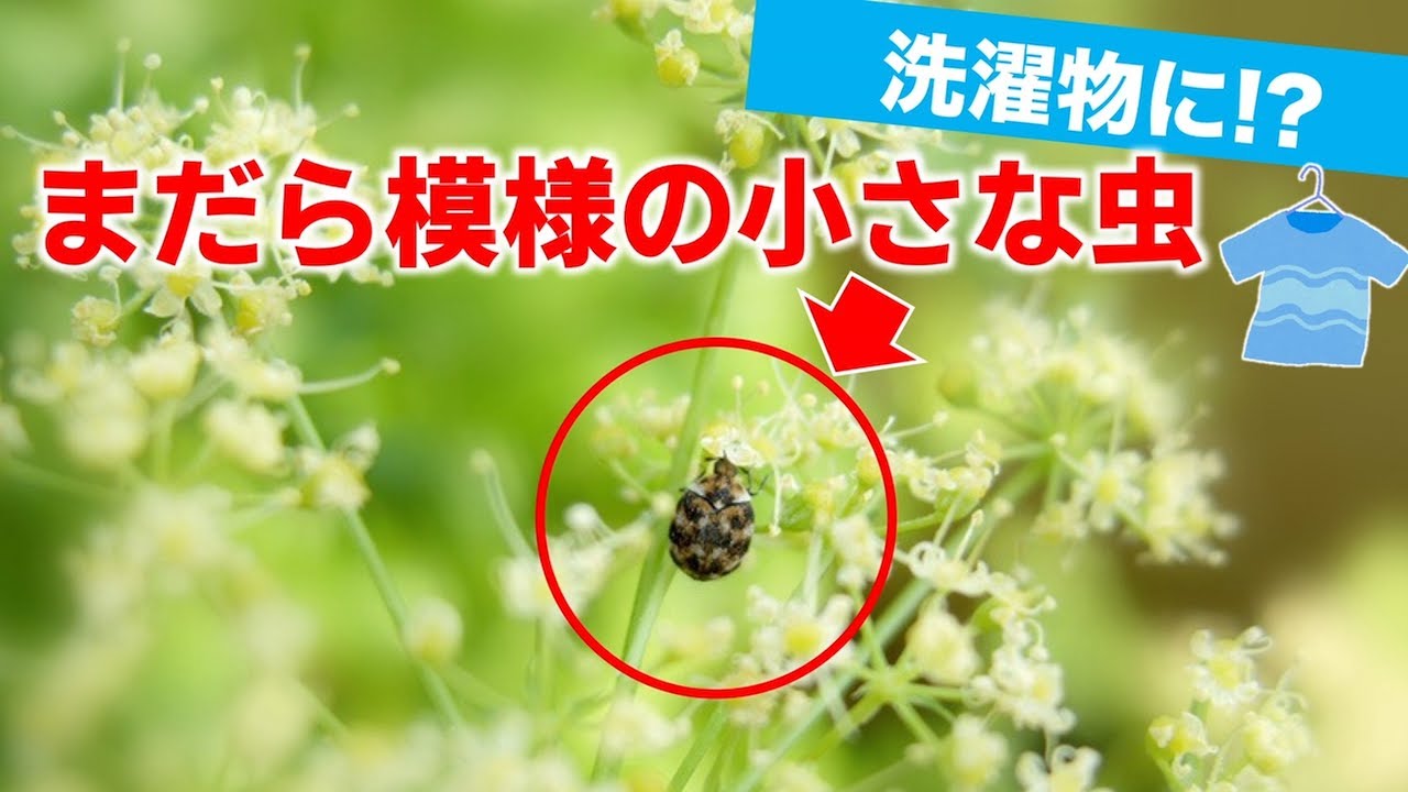 洗濯物にも まだら模様の小さな虫 ヒメマルカツオブシムシに注意 Youtube