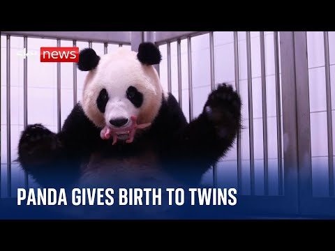 Giant panda gives birth to twin cubs in South Korea