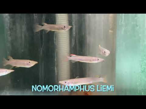 Nomorhamphus liemi