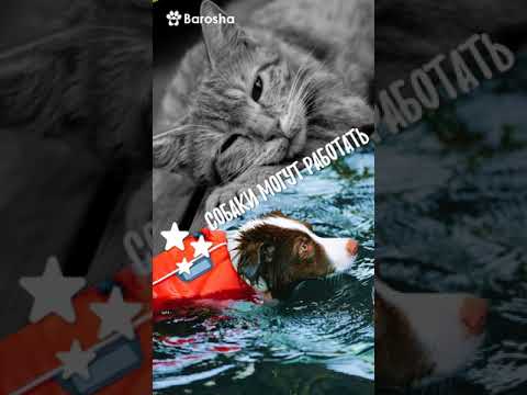 #Shorts Владельцы котов vs владельцы собак