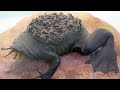 15 Most Incredible Births In The Animal World #2