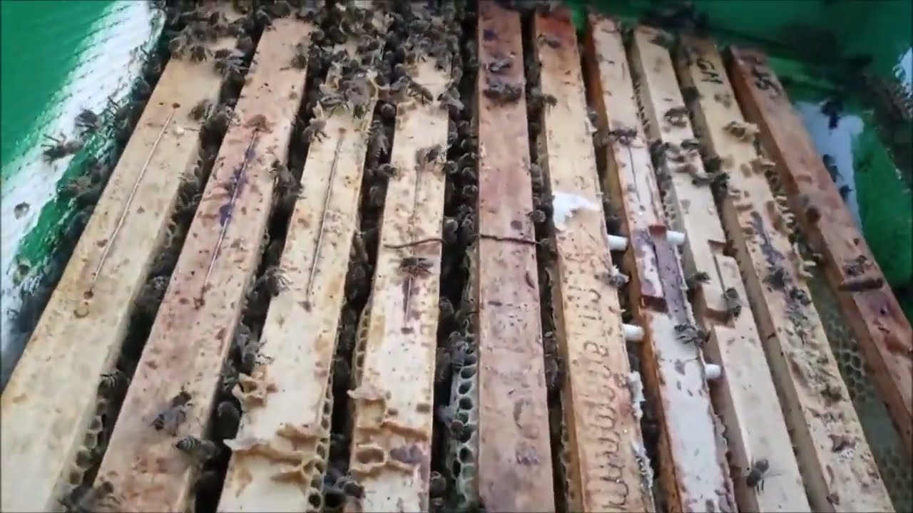 Prohlídka záložních oddělků včel, jak ještě krmit na zimu, zda je v něm vše v pořádku (plod  zásoby)