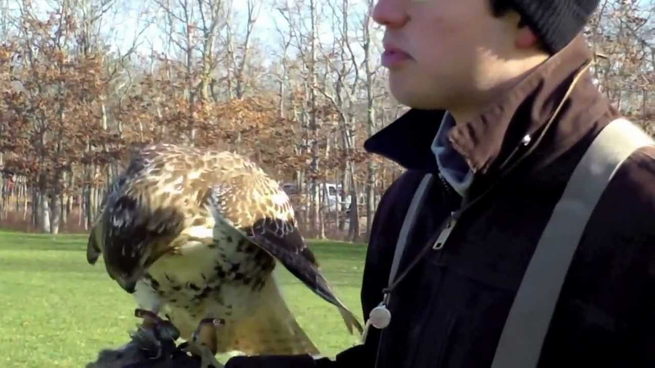 Flying A Red-Tailed Hawk On A Creance