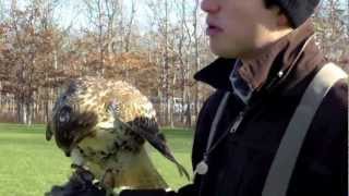 Flying A Red-Tailed Hawk On A Creance