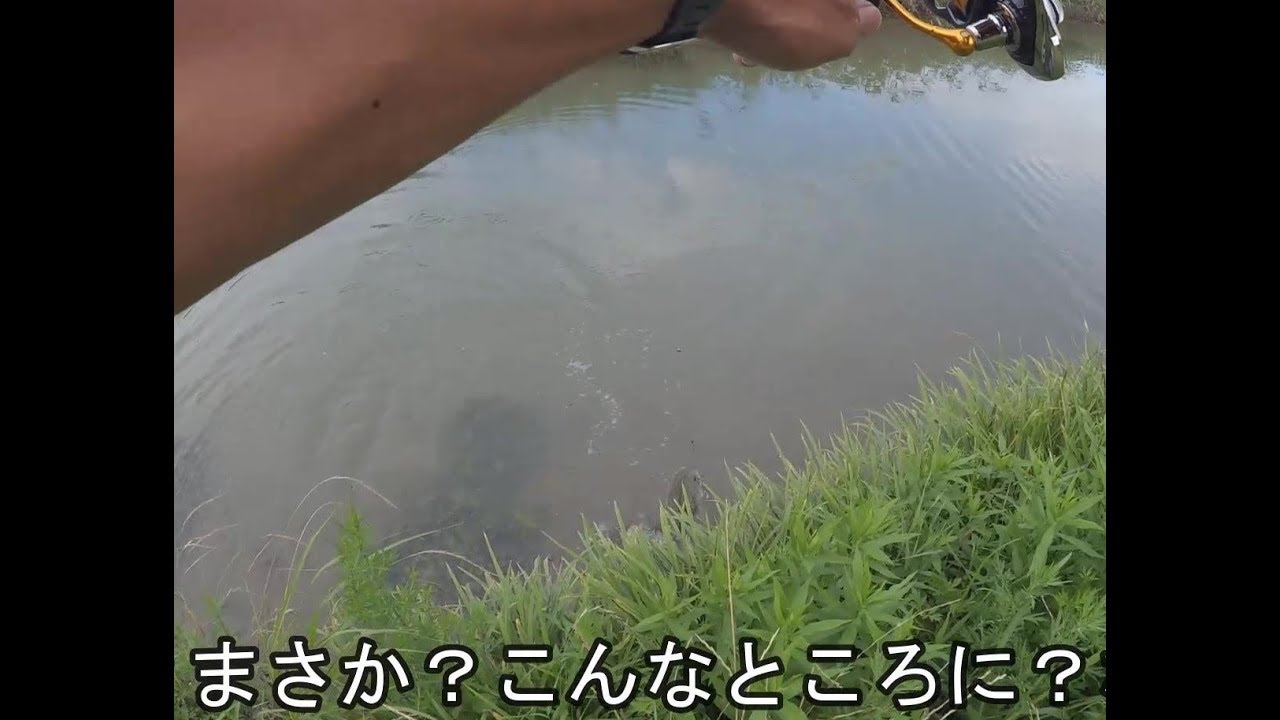 すっぽん釣り すっぽんを釣りに来たら 大物生物が食ってきた Youtube