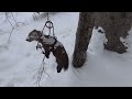 Trapperfurever  season 5  episode 5  check a few marten sets