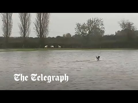 Brave sheepdog save ewes stranded by storm babet flooding