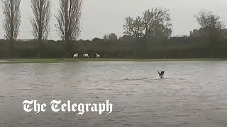 video: Watch: ‘Hero’ dog rescues sheep by swimming through Storm Babet flood waters in Wales