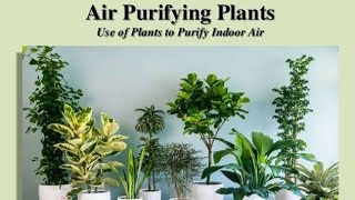 Top 8 indoor air purifying & oxygen generating plants approved by NASA