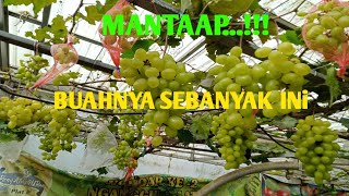 Buah Anggur Trans
