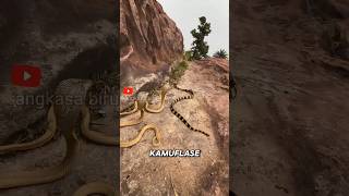 Bahaya Tersembunyi di Gurun! Ular & Kalajengking #faktahewan #ular #viper #kalajengking Bahaya Tersembunyi di Gurun! Ular & Kalajengking #faktahewan #ular #viper #kalajengking