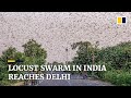 Locusts invade outskirts of India’s capital New Delhi