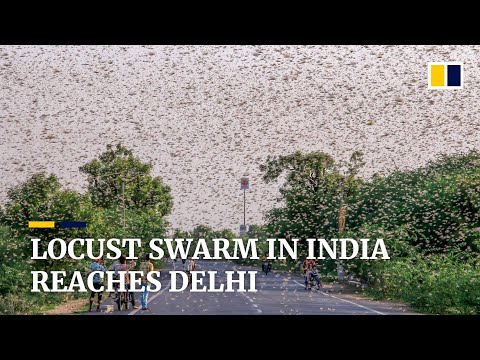 Locusts invade outskirts of India’s capital New Delhi